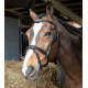Testiera per cavallo Flash Morso Strass WINNER BRIGLIA con redini in gomma
