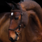 TESTIERA PER CAVALLO Rambo Micklem Competition Bridle BRIGLIA