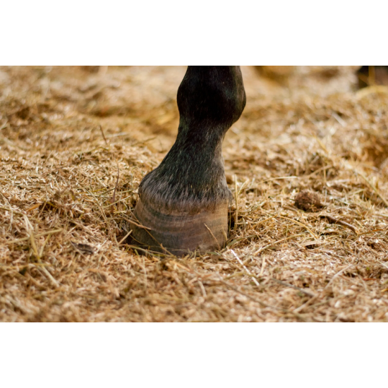 Lettiera Paglia per box 100 x 100 Lino per Cavalli eco flax - 120 litri / 20 kg Scuderia PER COSTO SPEDIZIONI CONTATTARE IL PUNTO VENDITA 