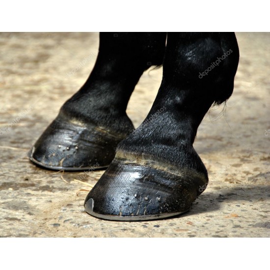 STOCKHOLM HOOF TAR CARR & DAY & MARTIN 455 ML. CATRAME NATURALE  per zoccoli del cavallo