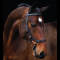 TESTIERA CAVALLO MULTIFUNZIONE IN CUOIO RAMBO MICKLEM MULTIBRIDLE HORSEWARE  testiera, capezzone, bitless/ sidepull, 